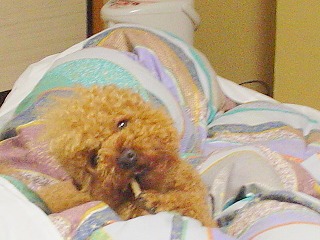 08.06.11-12.鬼怒川033.jpg