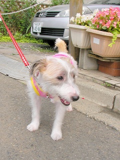 09.06.14.わん友会017.jpg
