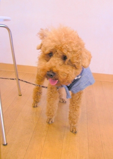 08.10.28.新座・東村山010.jpg