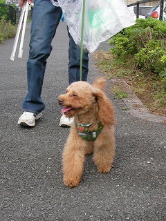 09.07.12.DogWalk019.jpg