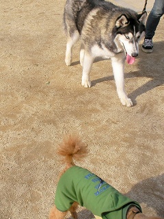 09.03.11.東村山・所沢024.jpg