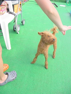 08.08.15.毛呂山043.jpg