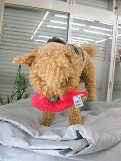 08.05.10.犬猫etc.027.jpg