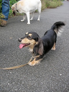 09.07.12.DogWalk020.jpg