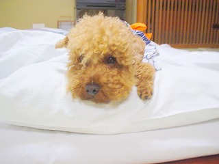 08.06.11-12.鬼怒川030.jpg