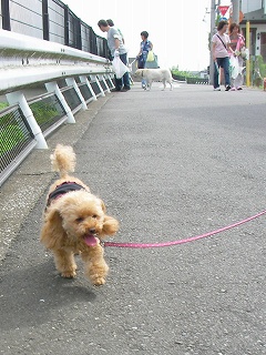 09.07.12.DogWalk044.jpg