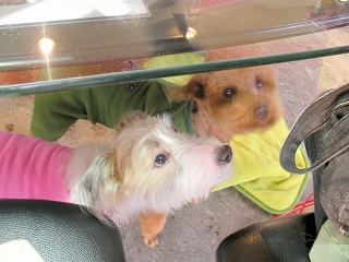09.03.11.東村山・所沢050.jpg