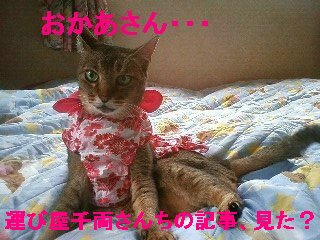 usakoサマ.jpg