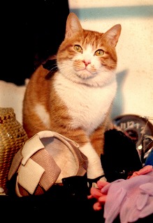 011 Maresuke cat..jpg