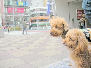 09.02.13.東村山011.jpg